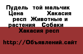 Пудель- той мальчик › Цена ­ 7 000 - Хакасия респ. Животные и растения » Собаки   . Хакасия респ.